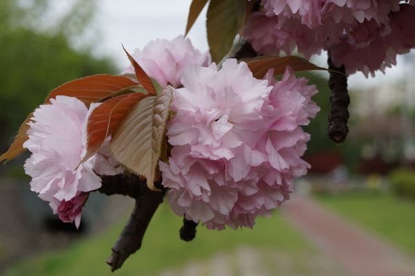 1) 八重桜 170424.JPG