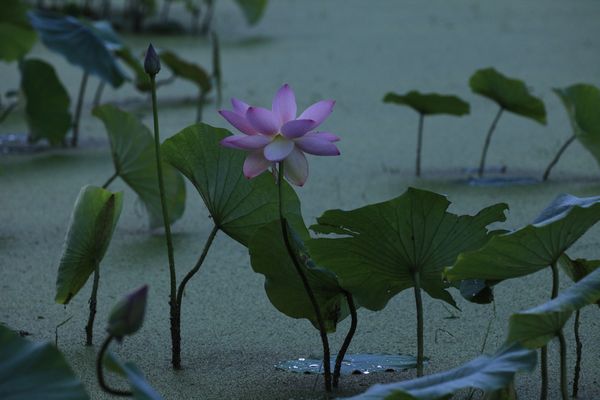 7月のワンショット【蓮華】 - ハイメックスブログ