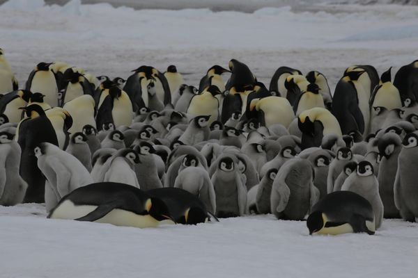 9月のワンショット【皇帝ペンギン】 - ハイメックスブログ