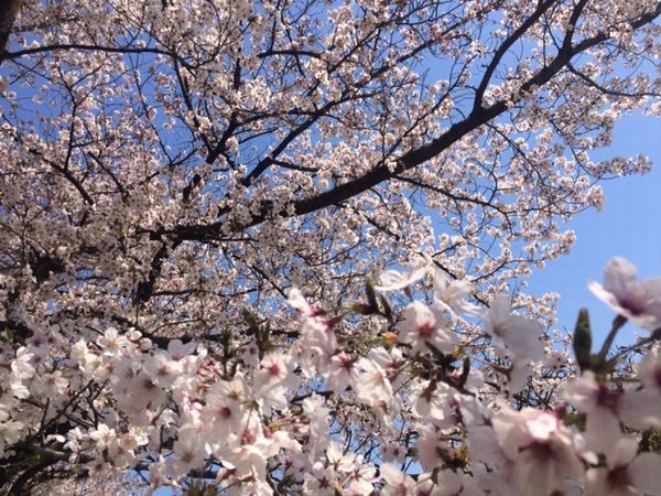 🌸満開の桜🌸