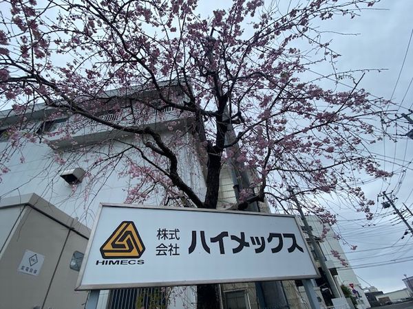 しだれ桜