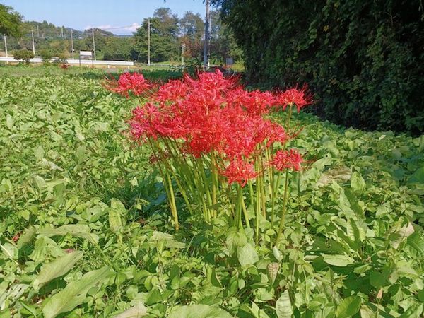 安中工場　曼殊沙華