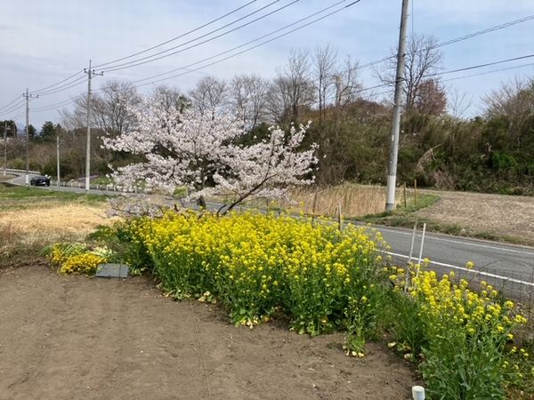 群馬県安中市の春