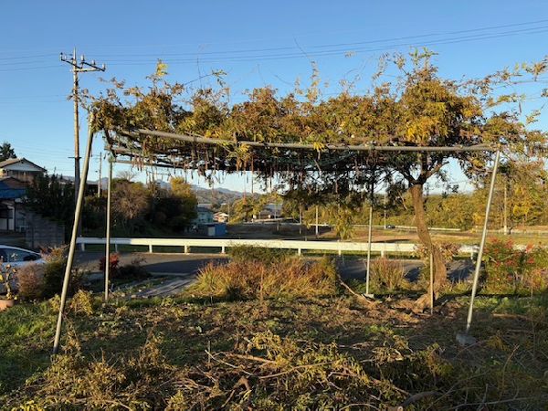 創業者手作りの藤棚剪定作業