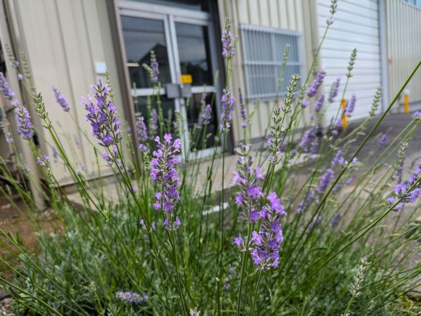 ひがし工場植え込み美化