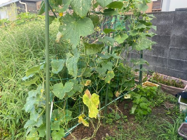 静岡工場　夏野菜