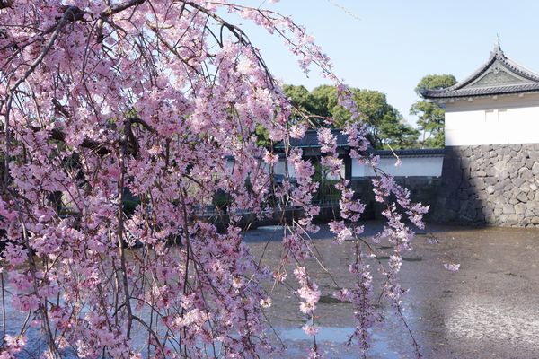 皇居の桜